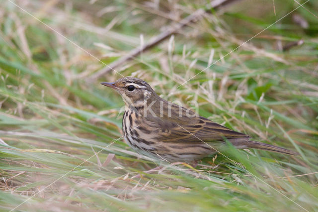 Olive-backed Pipit (Anthus hodgsoni)