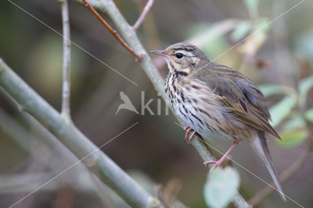 Olive-backed Pipit (Anthus hodgsoni)