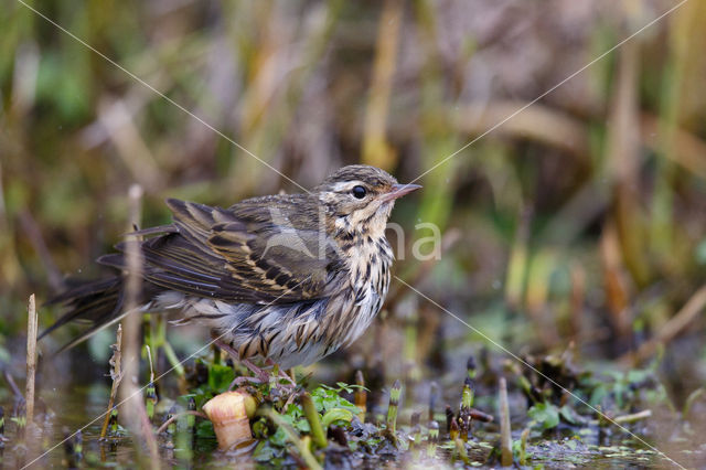 Olive-backed Pipit (Anthus hodgsoni)