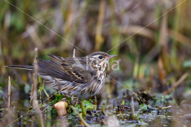 Siberische Boompieper