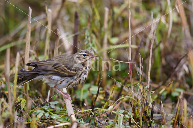 Olive-backed Pipit (Anthus hodgsoni)