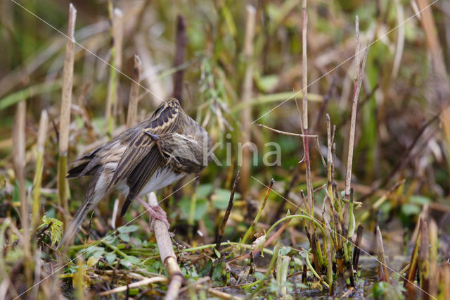 Olive-backed Pipit (Anthus hodgsoni)