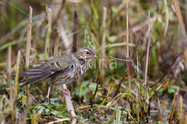 Olive-backed Pipit (Anthus hodgsoni)