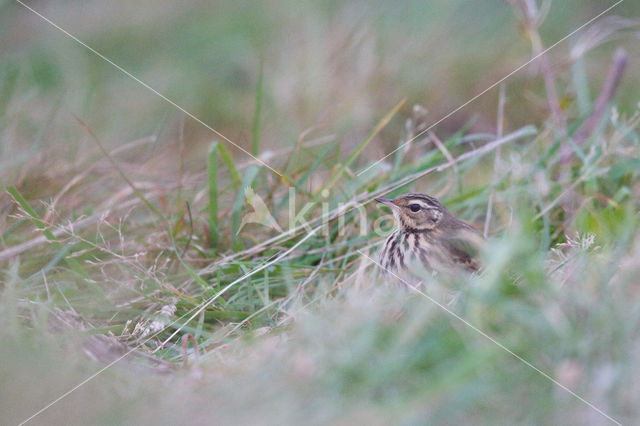 Olive-backed Pipit (Anthus hodgsoni)