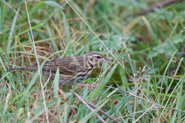 Olive-backed Pipit (Anthus hodgsoni)