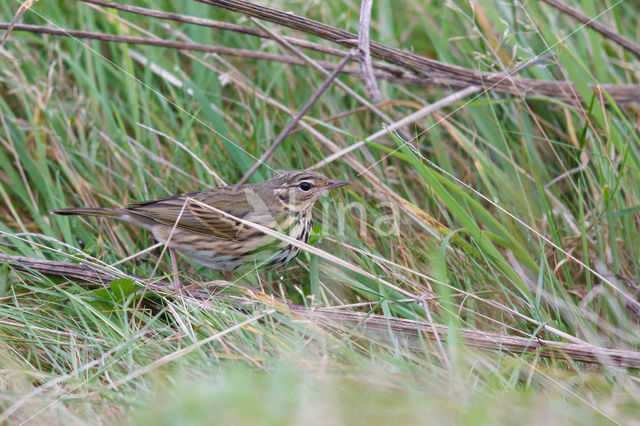 Olive-backed Pipit (Anthus hodgsoni)