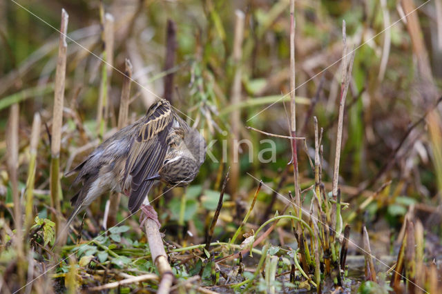 Olive-backed Pipit (Anthus hodgsoni)