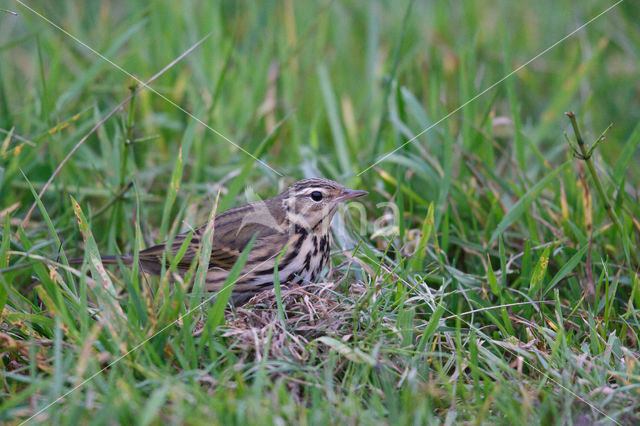 Olive-backed Pipit (Anthus hodgsoni)