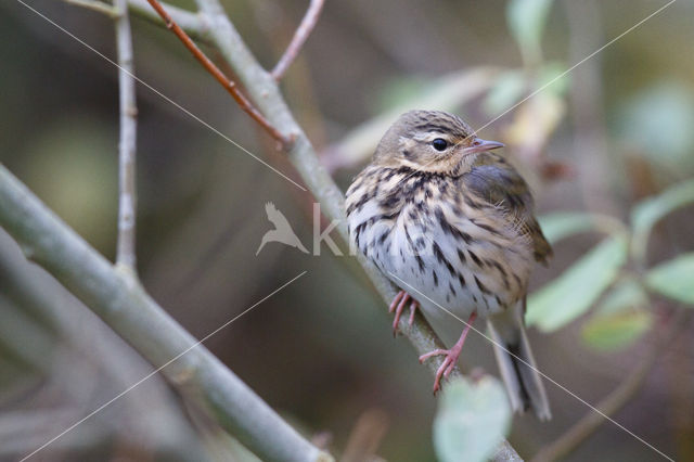 Olive-backed Pipit (Anthus hodgsoni)