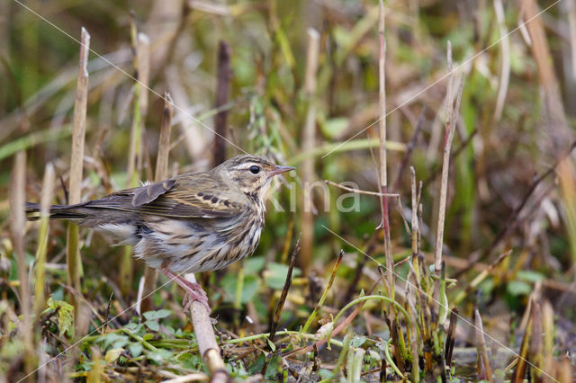 Olive-backed Pipit (Anthus hodgsoni)