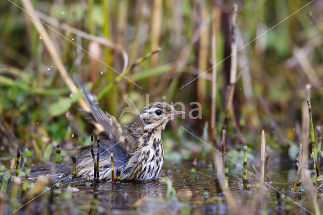 Olive-backed Pipit (Anthus hodgsoni)