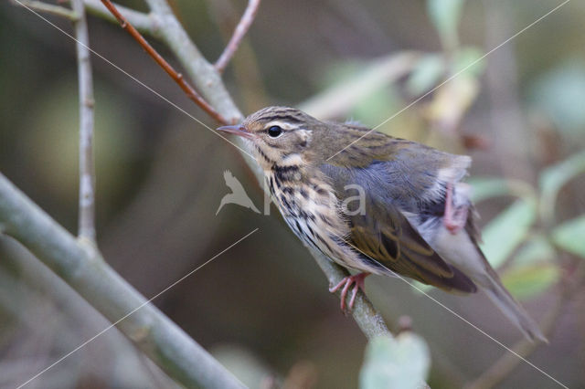 Olive-backed Pipit (Anthus hodgsoni)