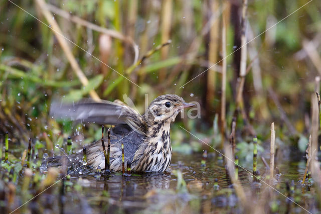 Olive-backed Pipit (Anthus hodgsoni)