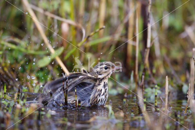 Olive-backed Pipit (Anthus hodgsoni)