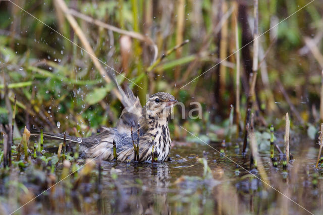 Olive-backed Pipit (Anthus hodgsoni)