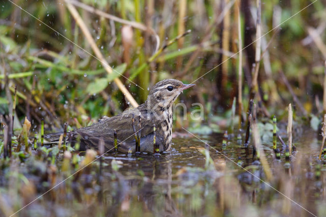 Olive-backed Pipit (Anthus hodgsoni)