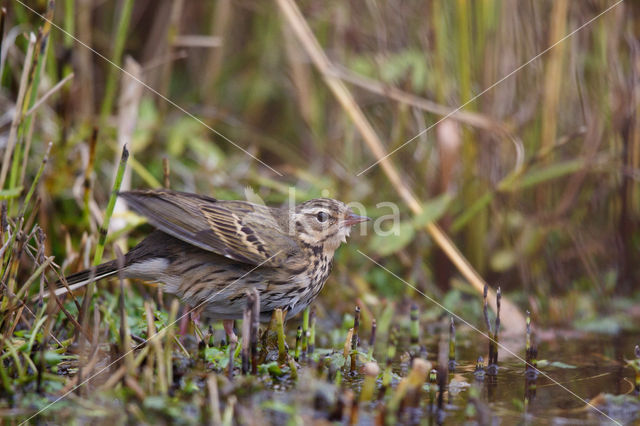 Olive-backed Pipit (Anthus hodgsoni)