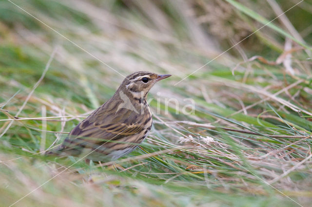 Olive-backed Pipit (Anthus hodgsoni)