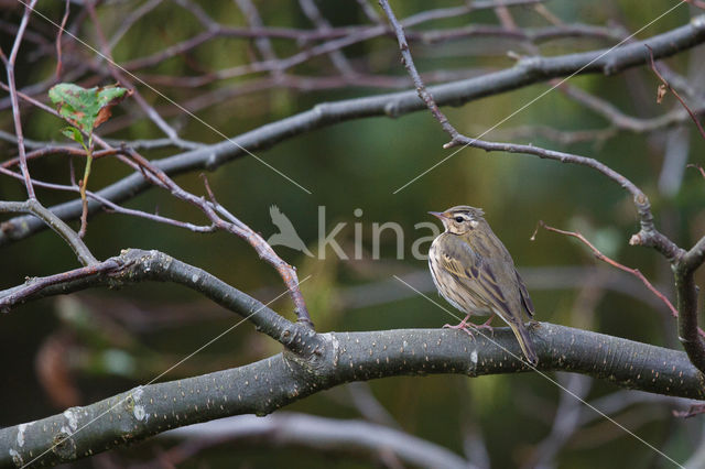 Olive-backed Pipit (Anthus hodgsoni)