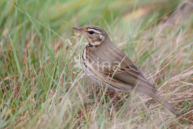 Olive-backed Pipit (Anthus hodgsoni)