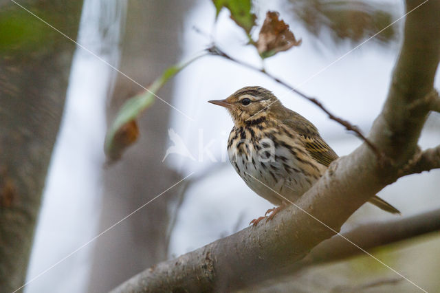 Olive-backed Pipit (Anthus hodgsoni)