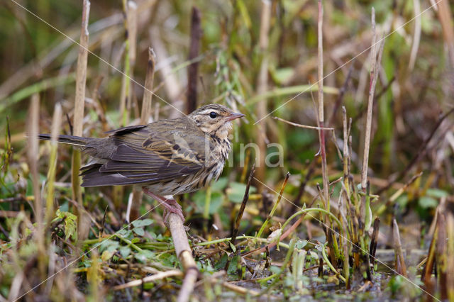 Olive-backed Pipit (Anthus hodgsoni)