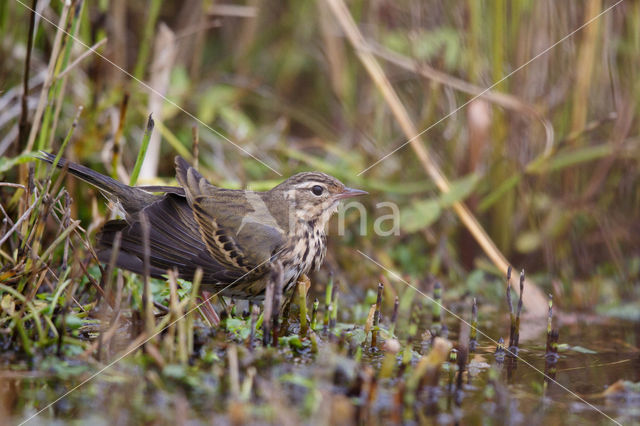 Olive-backed Pipit (Anthus hodgsoni)
