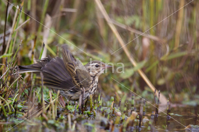 Olive-backed Pipit (Anthus hodgsoni)