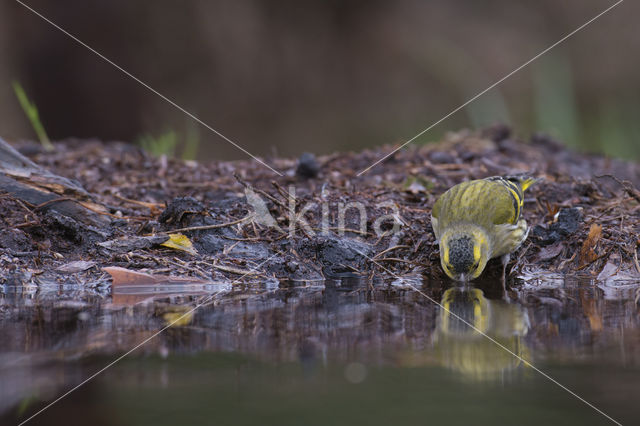 Sijs (Carduelis spinus)