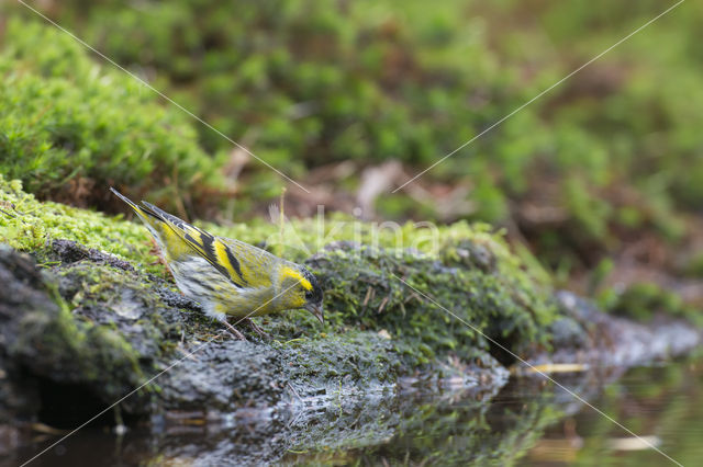 Eurasian Siskin (Carduelis spinus)