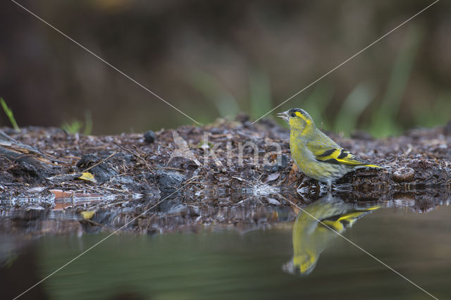 Sijs (Carduelis spinus)