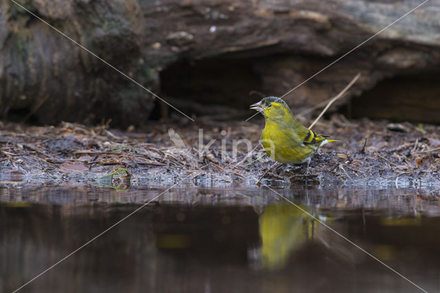 Sijs (Carduelis spinus)