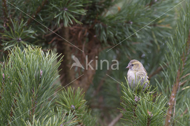 Eurasian Siskin (Carduelis spinus)