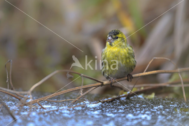 Sijs (Carduelis spinus)