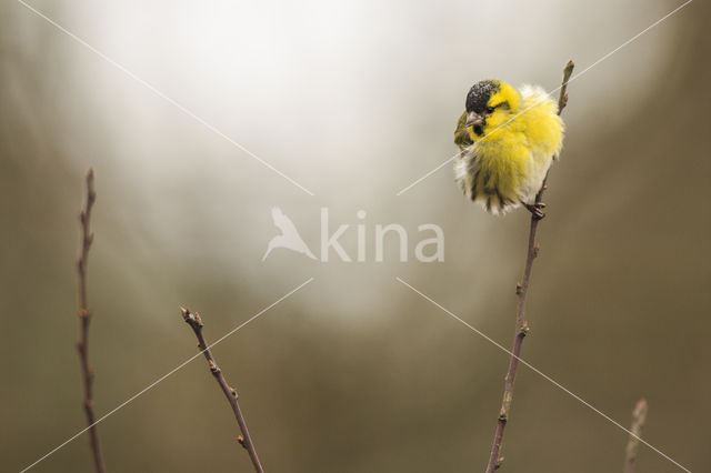 Eurasian Siskin (Carduelis spinus)