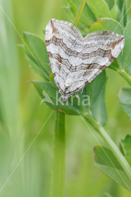 Lesser Treble-bar (Aplocera efformata)