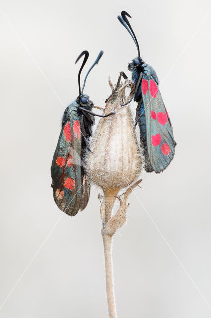 Six-spot Burnet (Zygaena filipendulae)