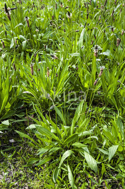 Smalle weegbree (Plantago lanceolata)