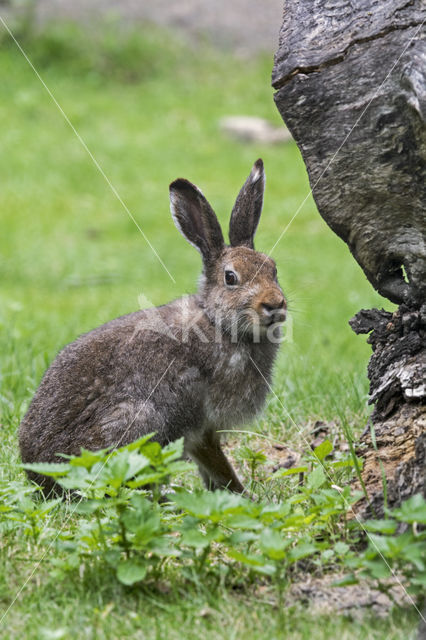 Sneeuwhaas (Lepus timidus)