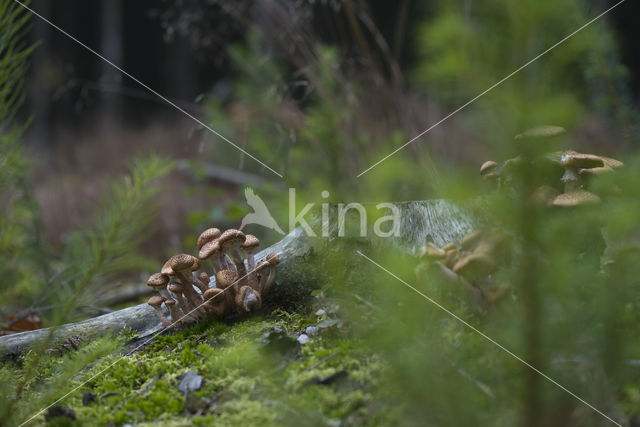 honey mushroom (Armillaria ostoyae)