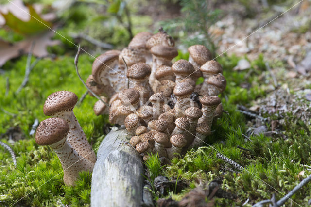 Sombere honingzwam (Armillaria ostoyae)