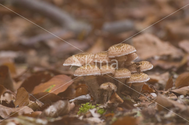 Sombere honingzwam (Armillaria ostoyae)