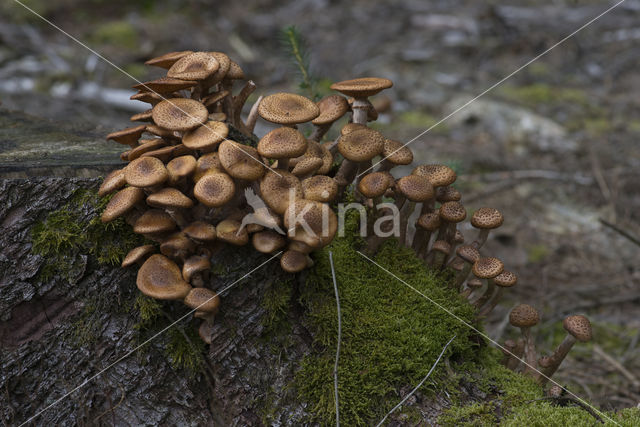 Sombere honingzwam (Armillaria ostoyae)