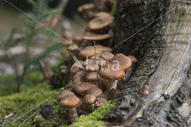 honey mushroom (Armillaria ostoyae)