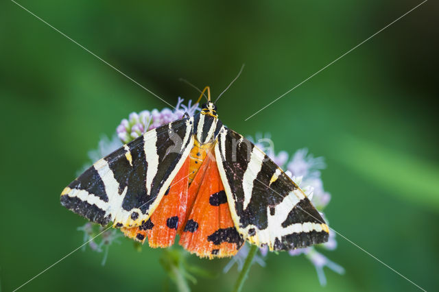 Spaanse vlag (Euplagia quadripunctaria)