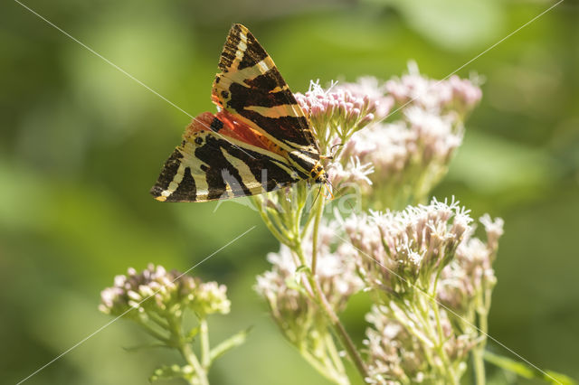 Jersey Tiger (Euplagia quadripunctaria)