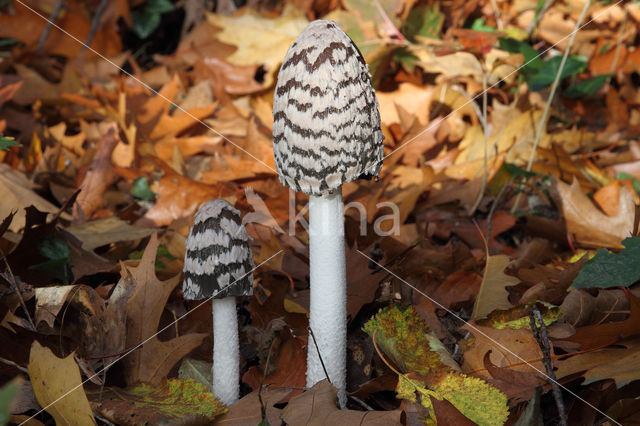 Pleated Inkcap (Coprinus picaceus)