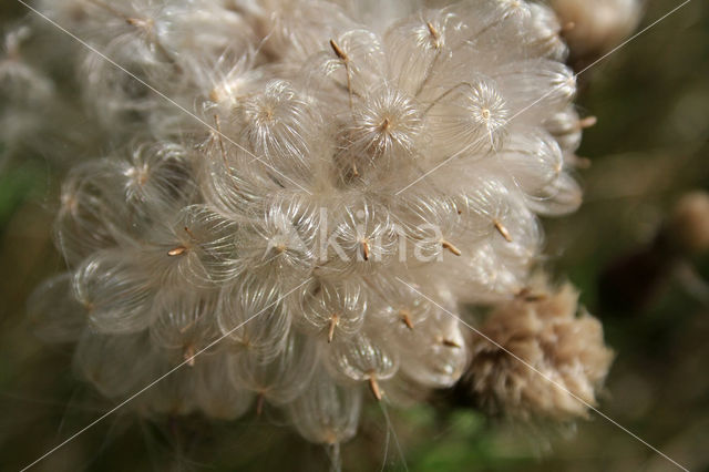 Speerdistel (Cirsium vulgare)