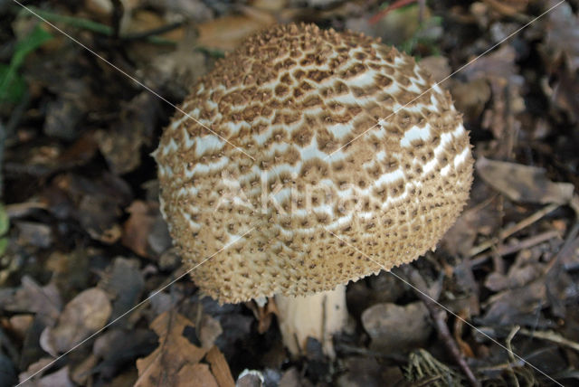 Spitsschubbige parasolzwam (Lepiota aspera)