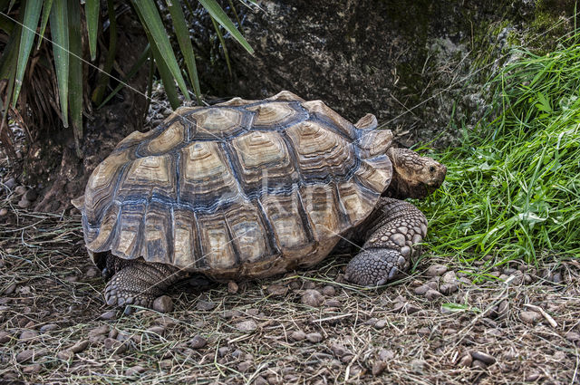 African Spurred Tortoise